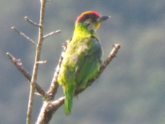 Psilopogon franklinii