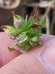 Trifolium bejariense