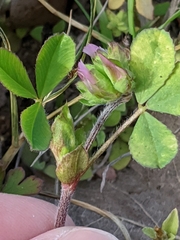 Trifolium bejariense