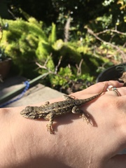 Sceloporus occidentalis
