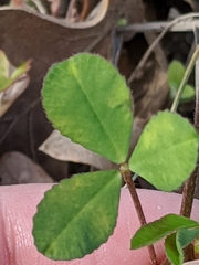 Trifolium bejariense