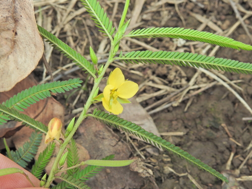 Chamaecrista nomame, photograph 6
