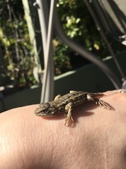 Sceloporus occidentalis