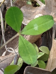 Trifolium bejariense