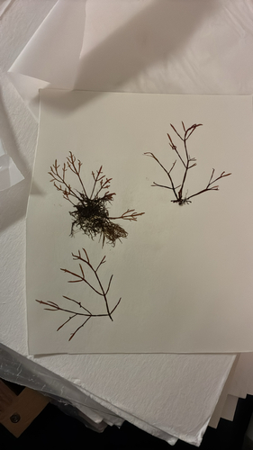 Lomentaria catenata observed 2026-02-27