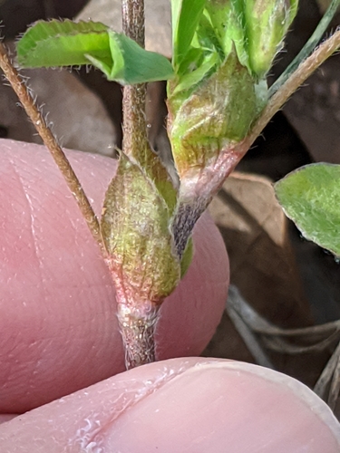 Image of Trifolium bejariense by (c) Alison Northup, some rights reserved (CC BY)