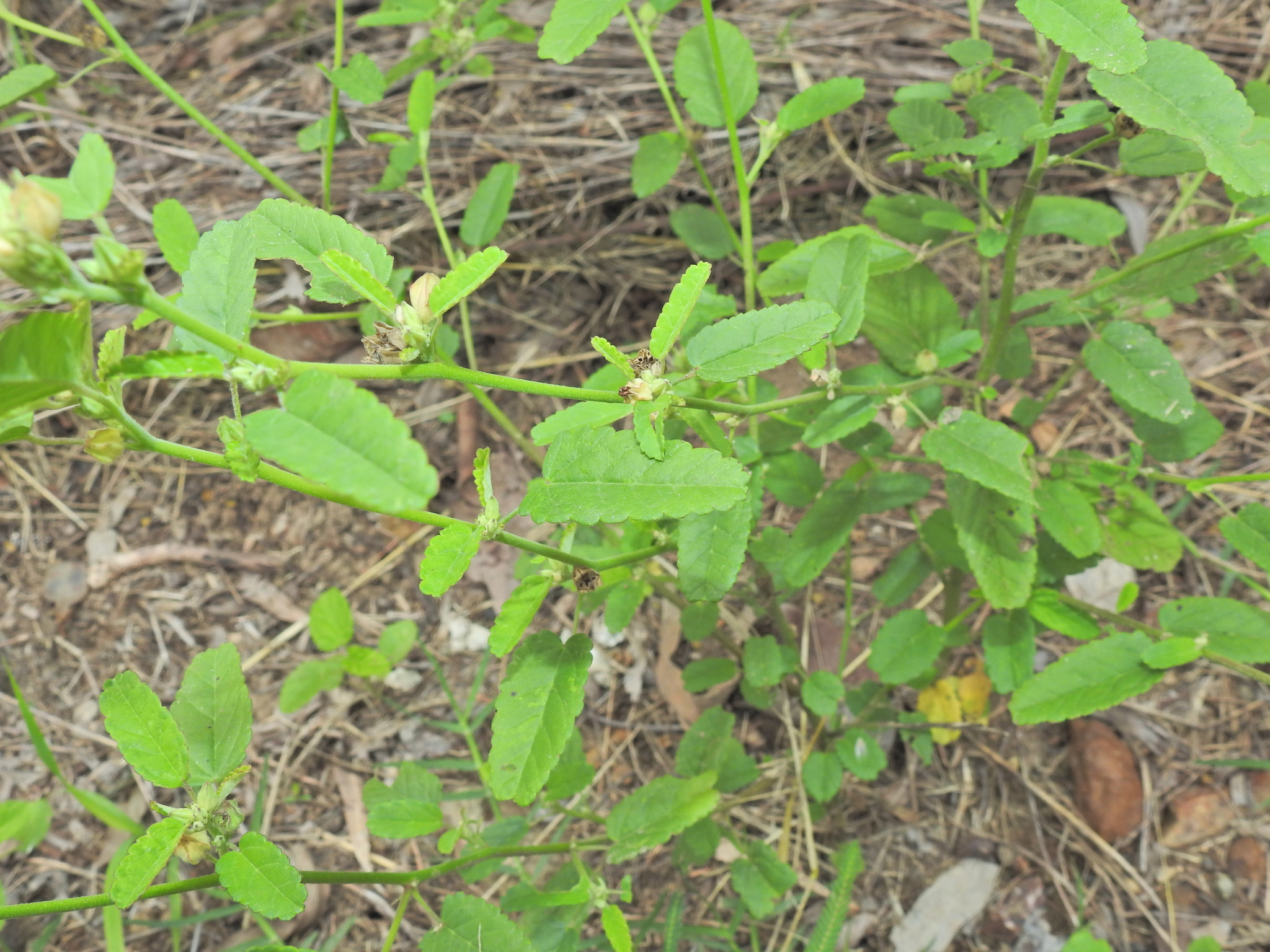 Prickly Sida (Sida spinosa)