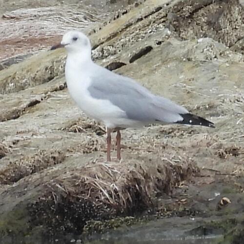 Grey-headed Gull (Chroicocephalus cirrocephalus), photo 7