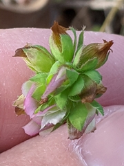 Trifolium bejariense