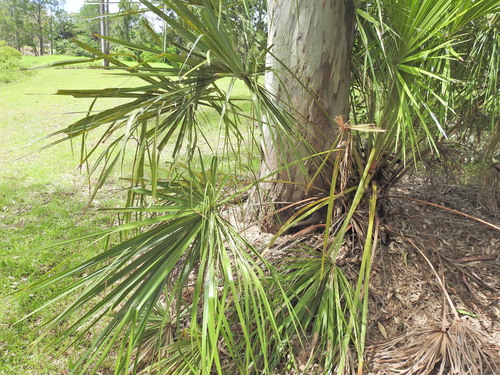 Ribbon Fan Palm (Livistona decora)