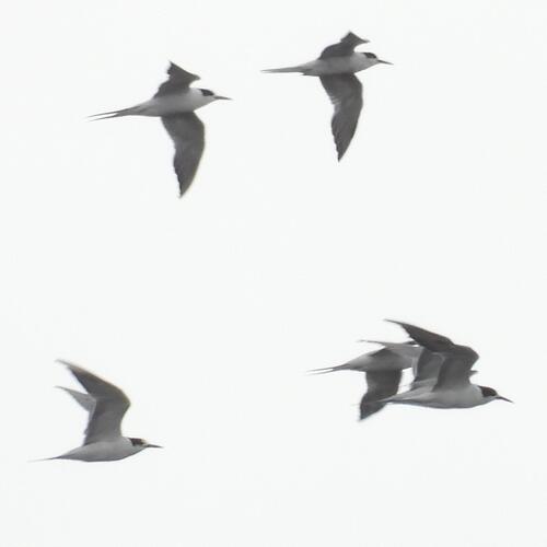 Common Tern (Sterna hirundo), photo 6