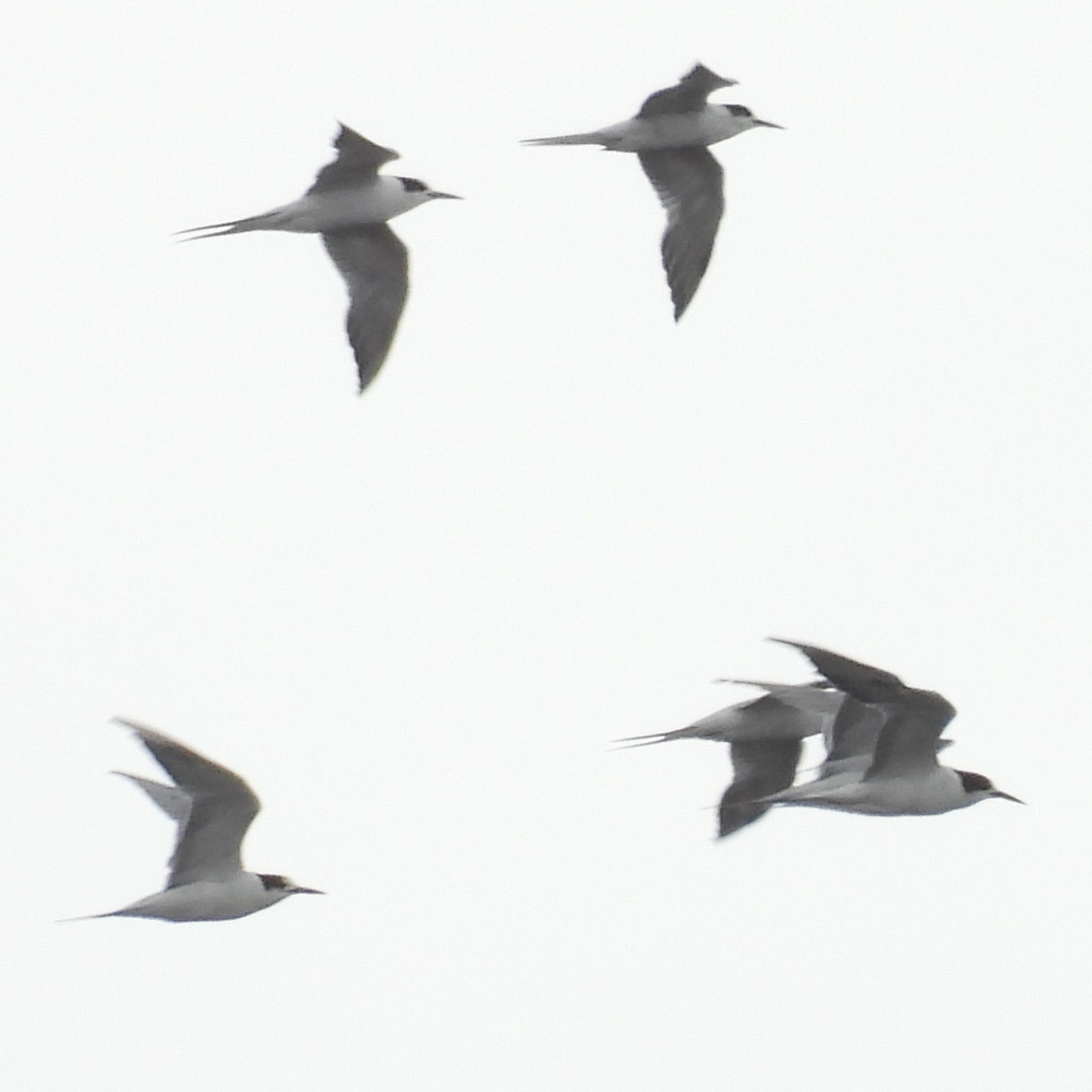 Common Tern (Sterna hirundo), photo 7
