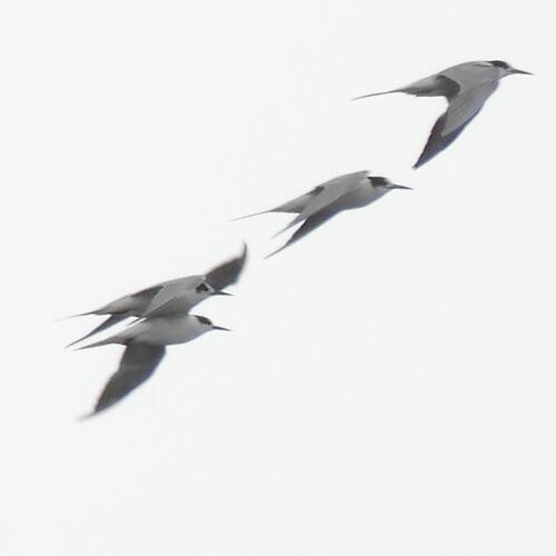 Common Tern (Sterna hirundo), photo 7