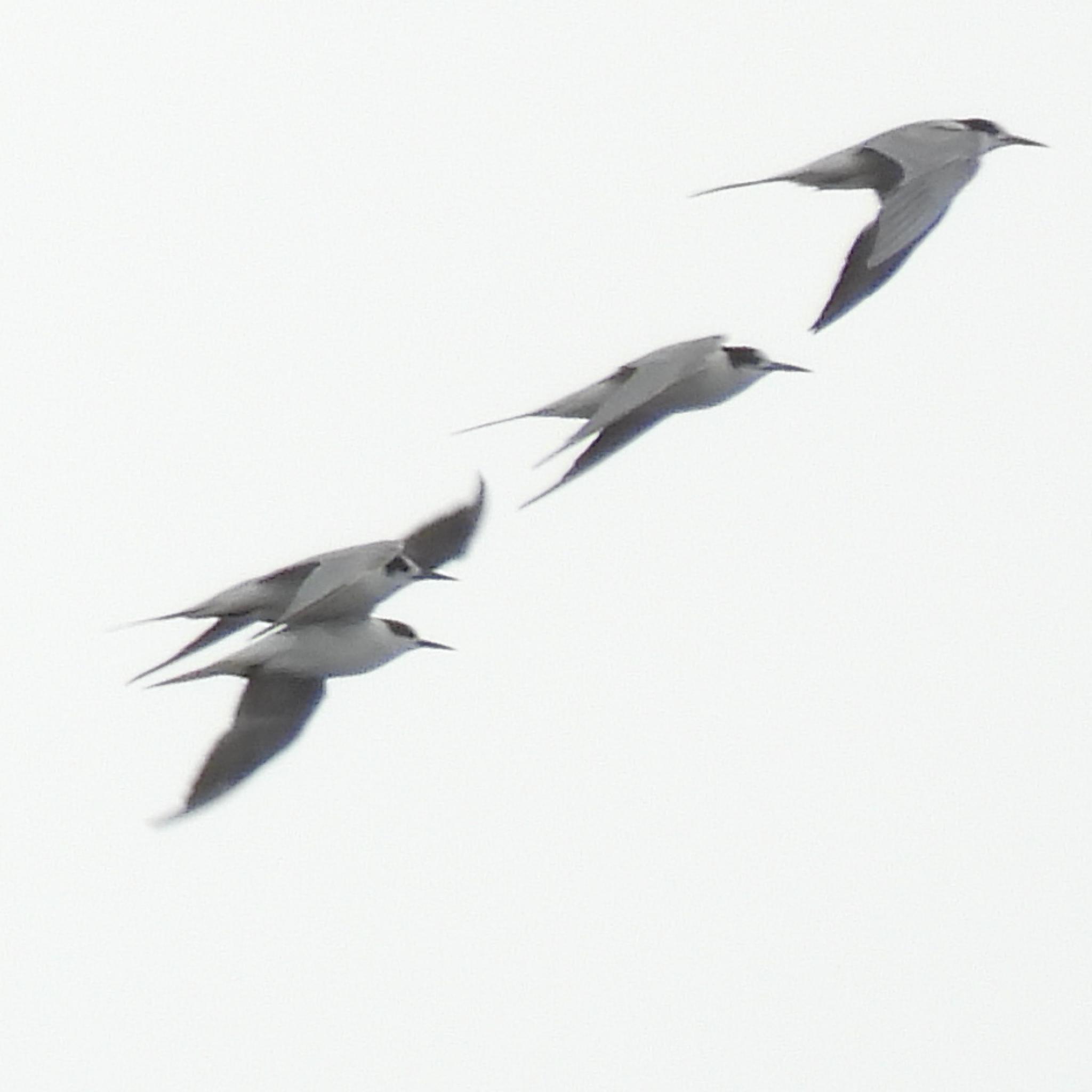 Common Tern (Sterna hirundo), photo 8