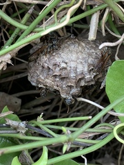 Mischocyttarus drewseni