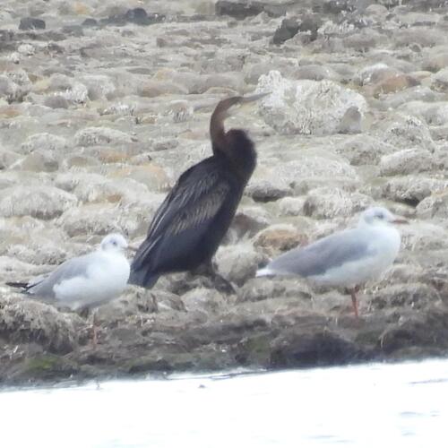 African Darter (Anhinga rufa), photo 4