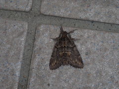 Notodonta griseotincta