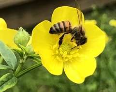 Apis mellifera