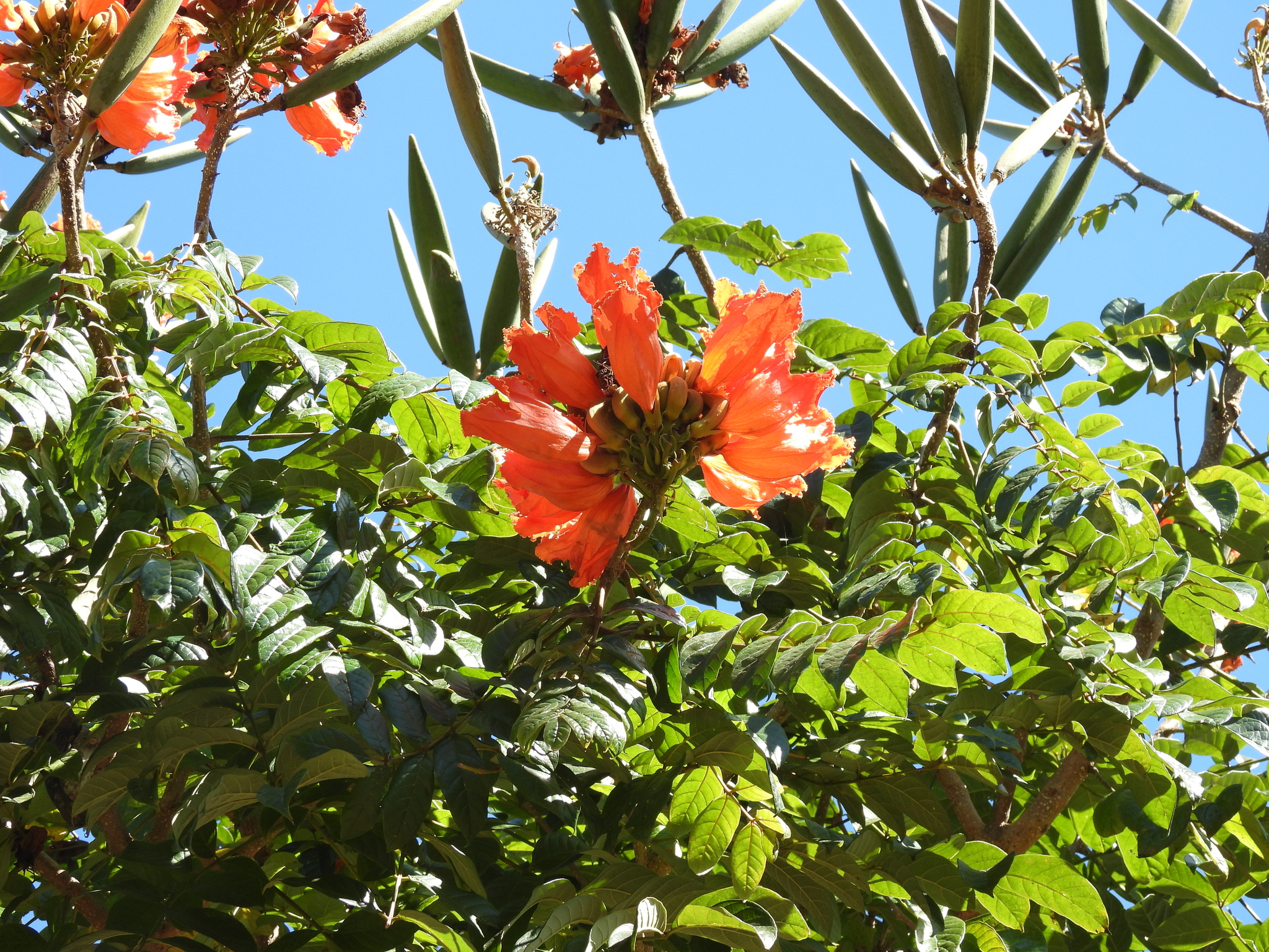 Chuông vàng — ảnh 3
