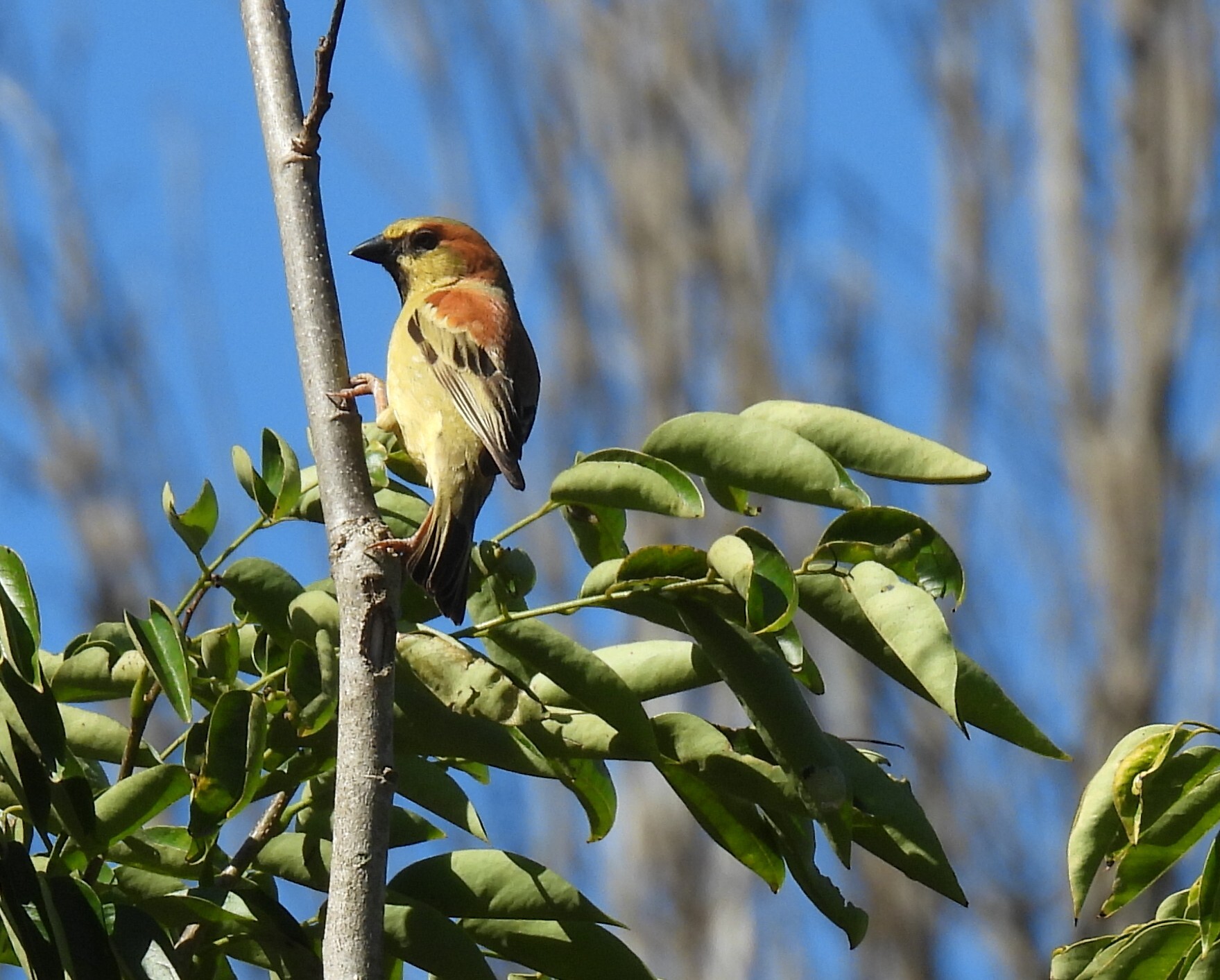 Plain-backed Sparrow (Passer flaveolus), photo 6