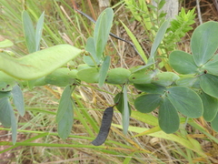 Chamaecrista desvauxii