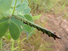 Chamaecrista desvauxii