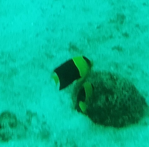 Centropyge bicolor