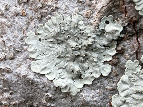 Pyxine cocoes observed 2026-03-16