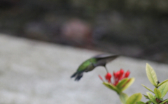 Trochilidae