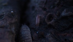 Trichoniscus pusillus