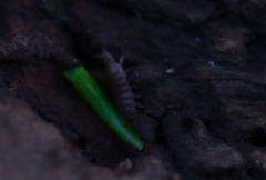 Trichoniscus pusillus