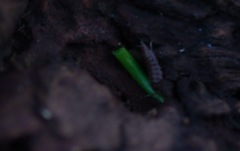 Trichoniscus pusillus