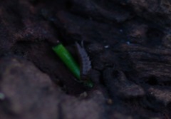 Trichoniscus pusillus