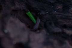 Trichoniscus pusillus