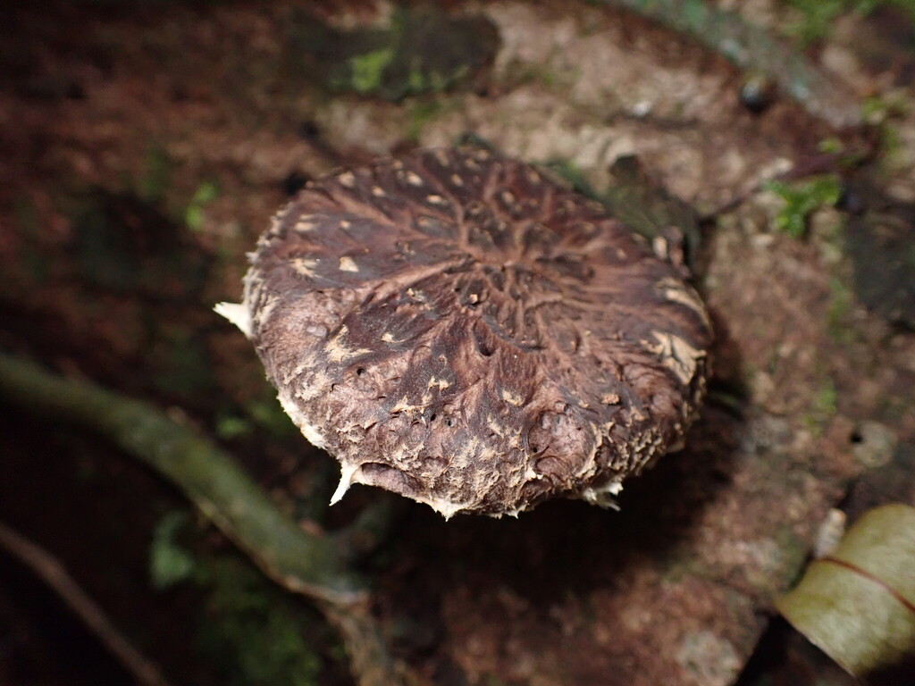 Lentinula novae-zelandiae · March 2026 · photo: © lisa_bennett (iNaturalist, cc-by)