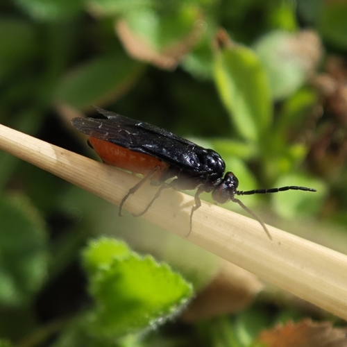 Eurhadinoceraea ventralis