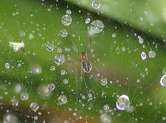 Linyphiidae