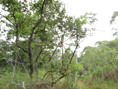 Trichonephila clavipes