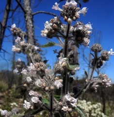 Hyptis oblongifolia