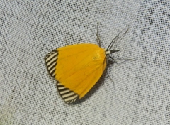 Mapeta xanthomelas