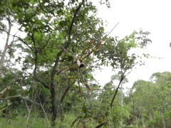 Trichonephila clavipes