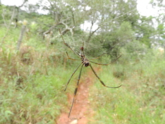 Trichonephila clavipes