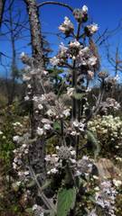Hyptis oblongifolia