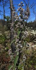 Hyptis oblongifolia