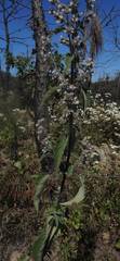 Hyptis oblongifolia