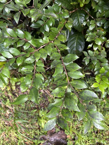 Siphoneugena densiflora, 2026-03-16