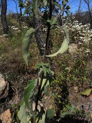 Hyptis oblongifolia