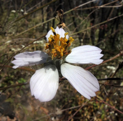 Cosmos landii