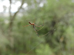 Trichonephila clavipes