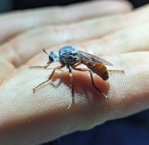 Unknown species found near Needles, CA 92363, USA